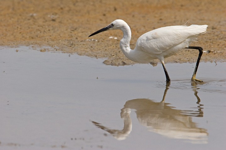 Seidenreiher Egretta garzetta Little Egret